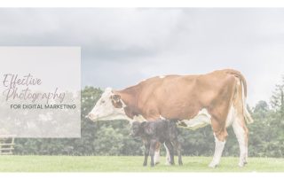 Effective brand photos for digital marketing