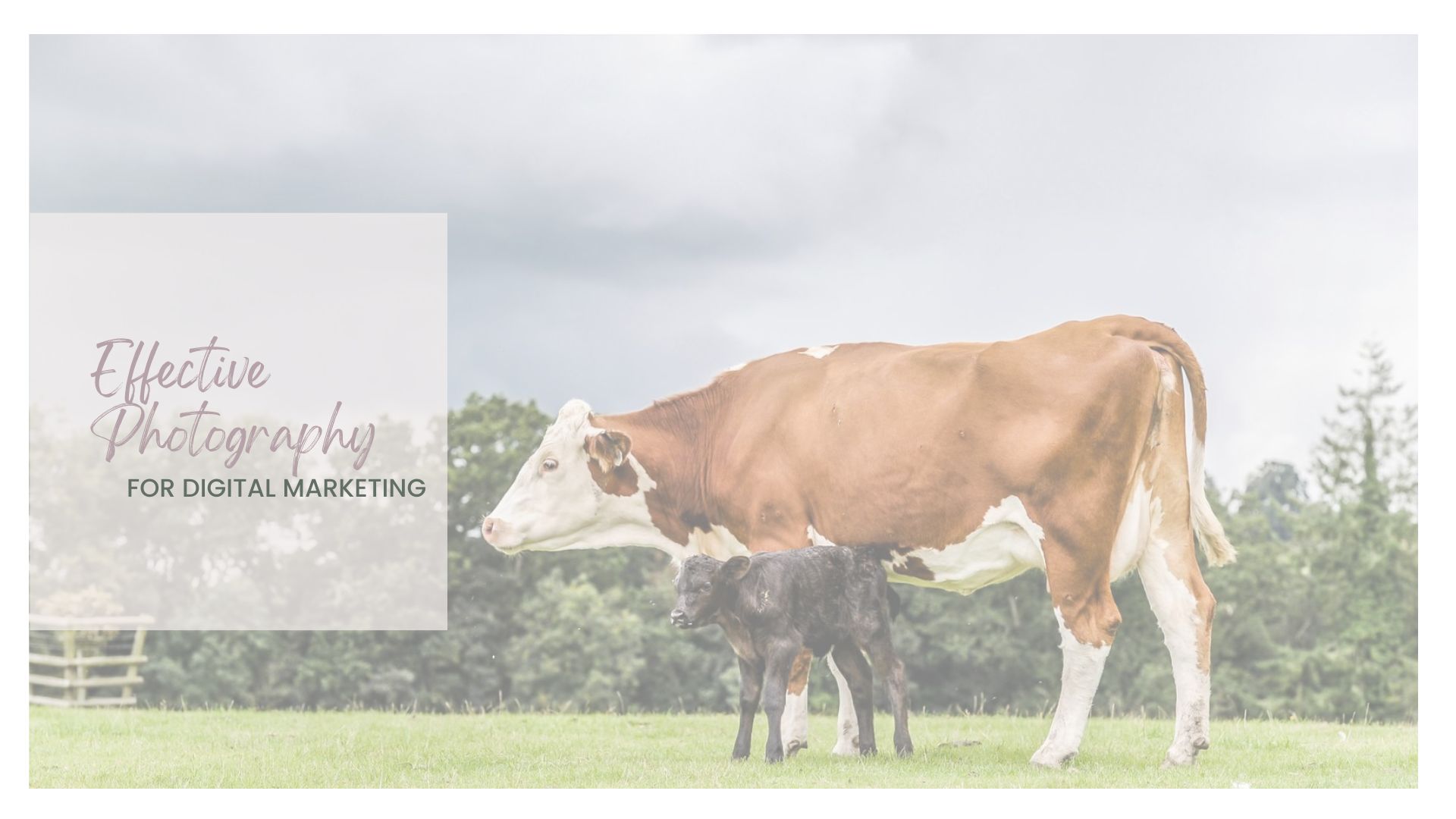 Effective brand photos for digital marketing